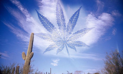 Saguaro cactus and clear blue sky with pot leaf shaped cloud as Arizona looks to legalize