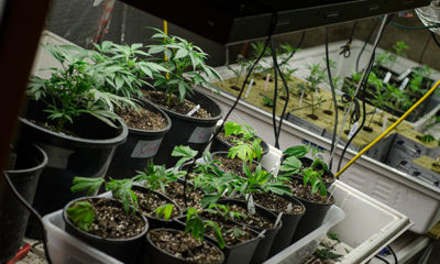 Young Cannabis Plants in Varying Sizing Pots waiting for Approval to Study at Colorado State Colleges