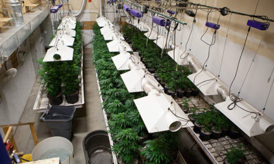 Cannabis plants sitting in pots in a grow room with the correct amount of pH.