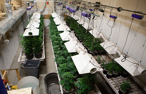Cannabis plants sitting in pots in a grow room with the correct amount of pH.