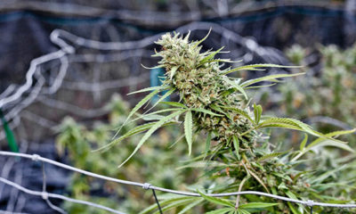 Cannabis Plants in Uruguay