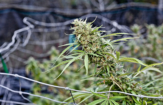 Cannabis Plants in Uruguay