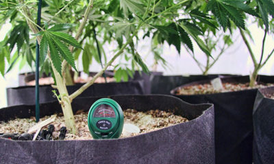 A meter is inserted into a pot containing a cannabis plant in a federal pot farm.