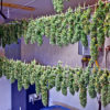 Stems of BlueBerry Diesel Hang to Cure in Grow Room