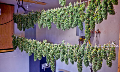 Stems of BlueBerry Diesel Hang to Cure in Grow Room
