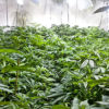 Cannabis Plants in a Grow Room Cultivated with the Best Tools in an Arsenal