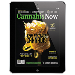 Cannabis Now Magazine Subscription Valentine's Day