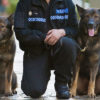Brindle German Shepard Drug Dogs that No Longer Smell Sesimilla
