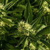 Strain Critical Mass in Plant Form