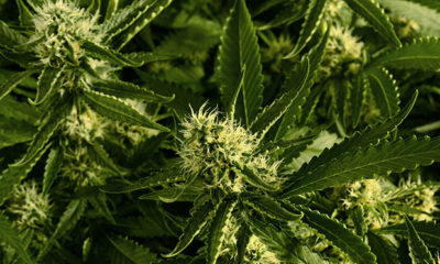Strain Critical Mass in Plant Form