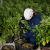 Federal Government Agent Among Marijuana Grow