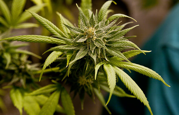 Hashberry Cannabis Plant that is Ready for Harvesting and Curing