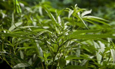Young Marijuana Plant Among it's Brothers and Sisters