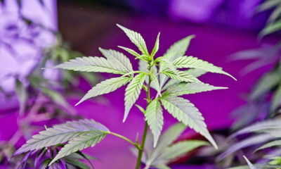 Young Medical Marijuana Plant in the Legalized State in Washington