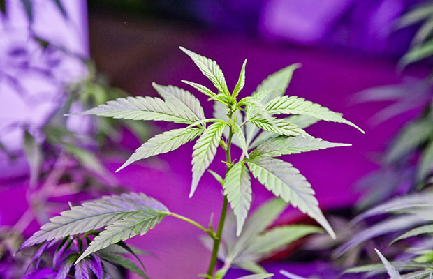 Young Medical Marijuana Plant in the Legalized State in Washington