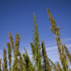 Hemp Plants Reach Towards a Clear Blue Sky