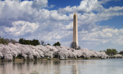 Washington Monument With Cherry Blossoms by the Reflecting Pool