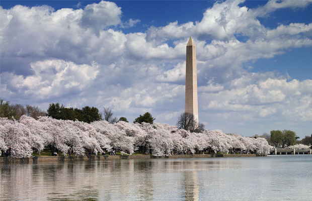 Washington Monument With Cherry Blossoms by the Reflecting Pool