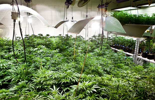 Grow Room Full of Marijuana Plants