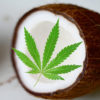 Cut Open Coconut with Marijuana Leaf