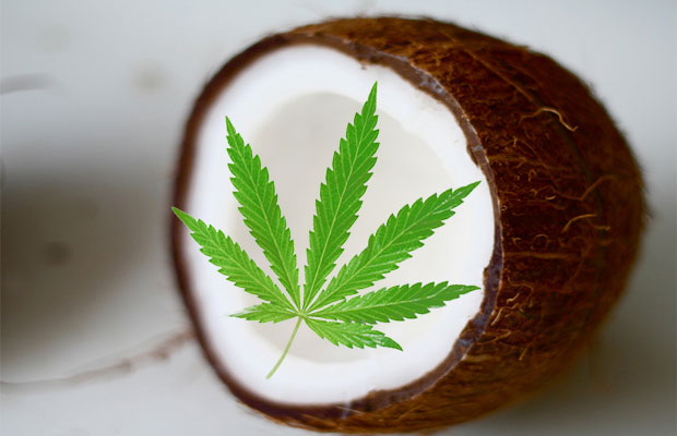 Cut Open Coconut with Marijuana Leaf
