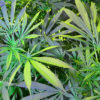 Green Leaves of Outdoor Cannabis Plants in Florida