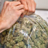 Bag of Marijuana Buds