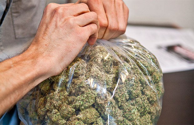 Bag of Marijuana Buds