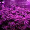 Pot Plants Under Purple Light in Grow Tent