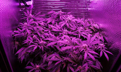 Pot Plants Under Purple Light in Grow Tent