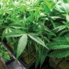 Bright Green Marijuana Plants in Pots