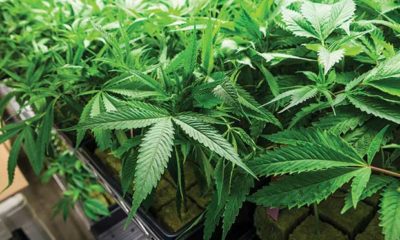 Bright Green Marijuana Plants in Pots