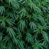 Lush Green Cannabis Plants