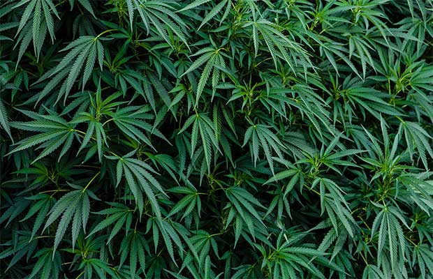 Lush Green Cannabis Plants