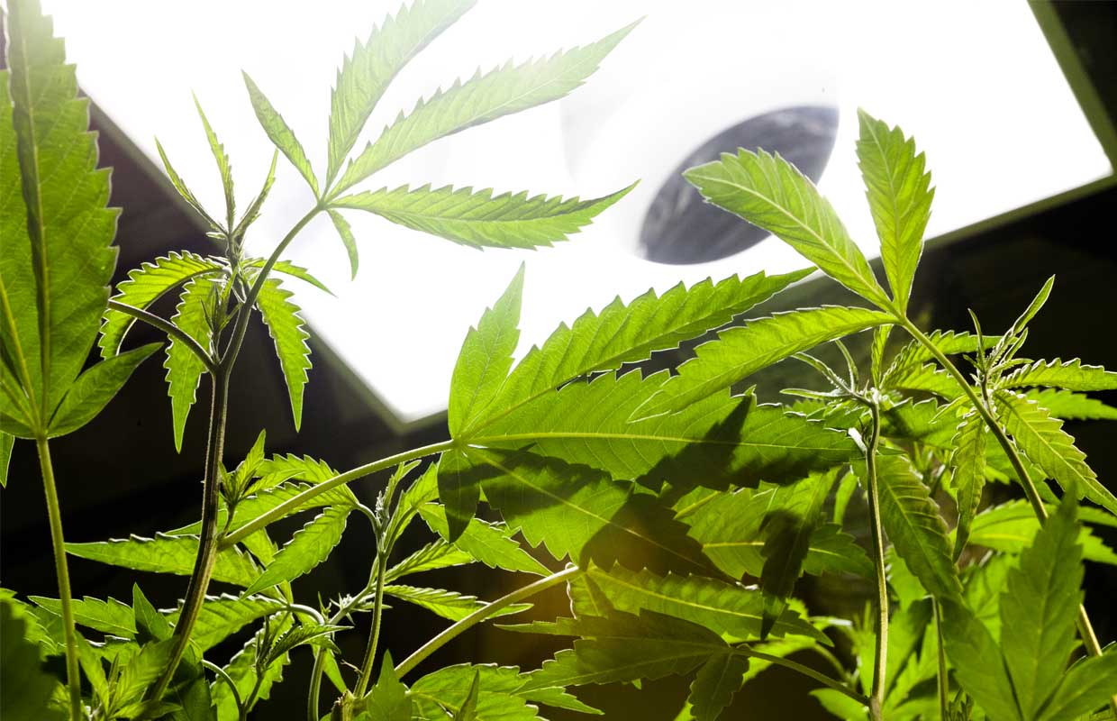 Green Cannabis Plants Under White Light