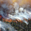 Wildfire Spreads Over Trees with Smoke Billowing