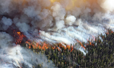 Wildfire Spreads Over Trees with Smoke Billowing