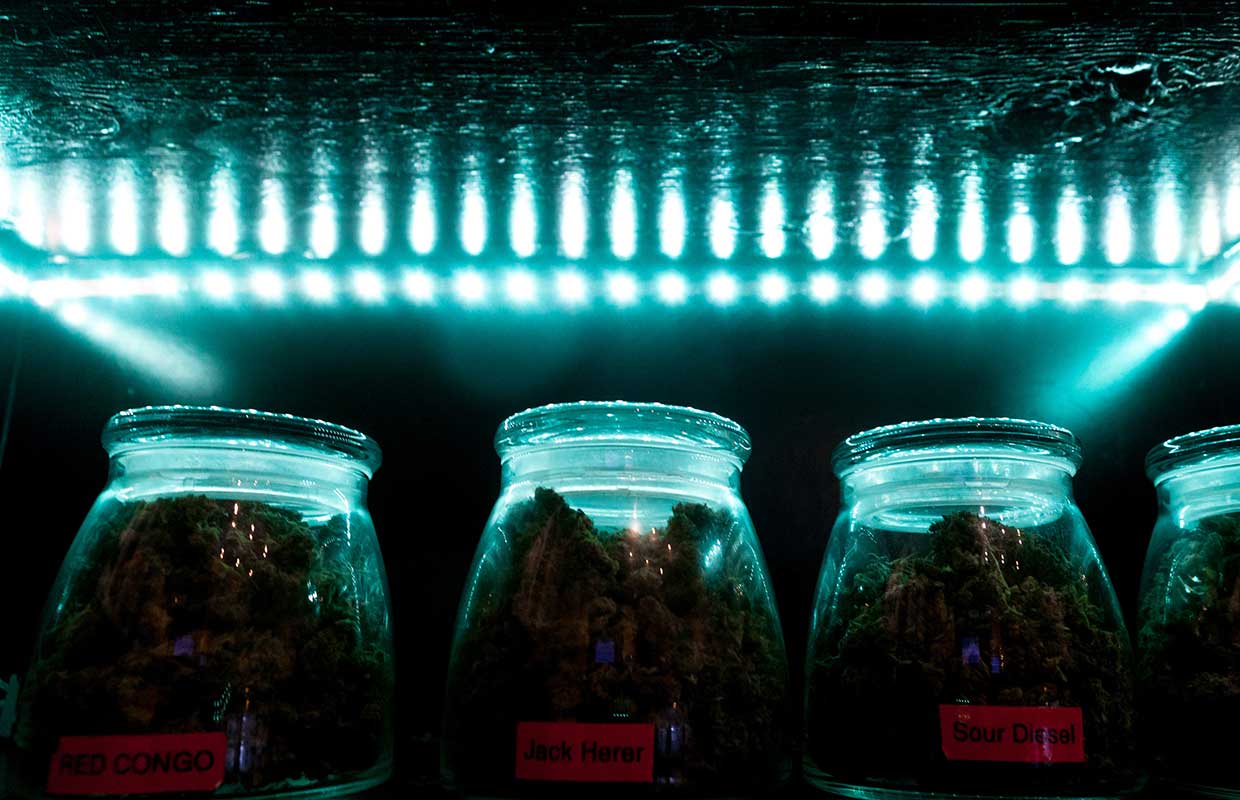 Blue Lights Against Jars with Cannabis