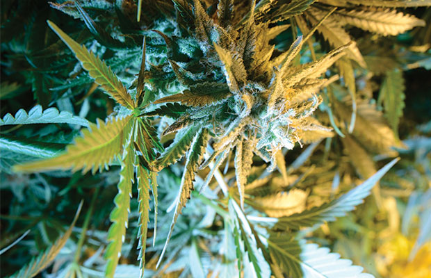 Marijuana Plants Cannabis Now Magazine