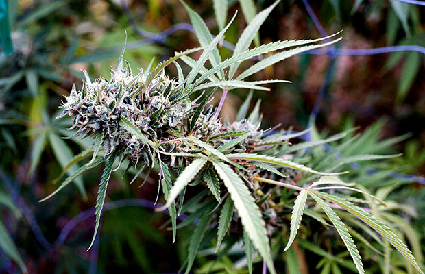 A Home Grown Cannabis Plant