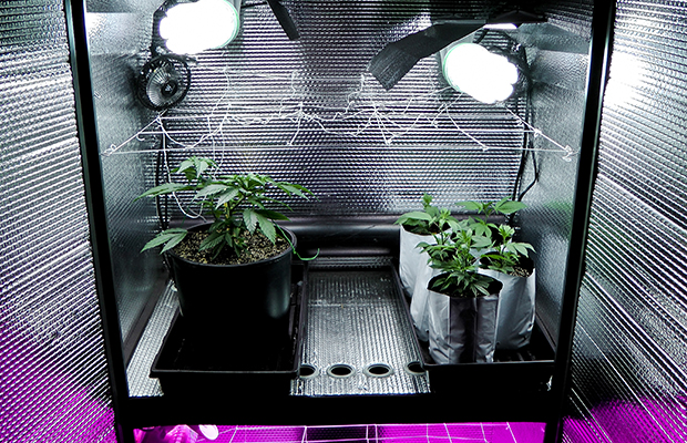 high yields from a grow box | cannabis now