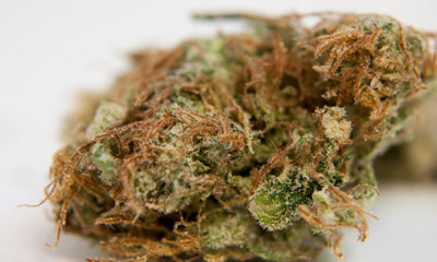 A Close-Up Image of the Strain AK-47