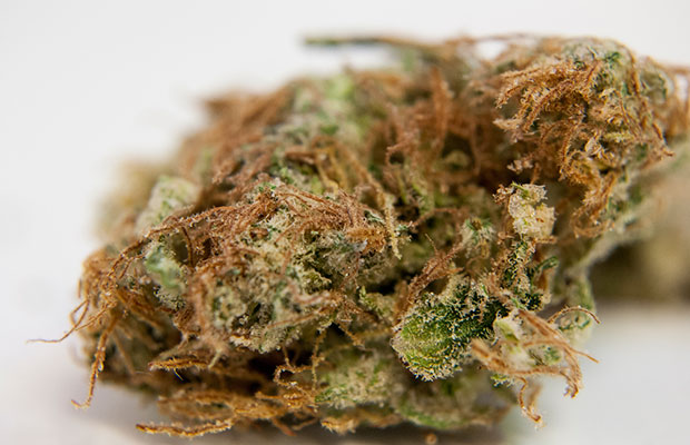 A Close-Up Image of the Strain AK-47