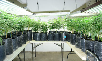 Young Plants from Lion Heart Dispensary