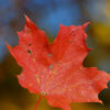A Vibrant Red Maple Leaf
