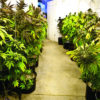 Marijuana Plants