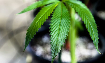 A Close-Up Image of a Cannabis Plant's Leaves
