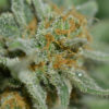 A Close-Up of the Strain White Widow