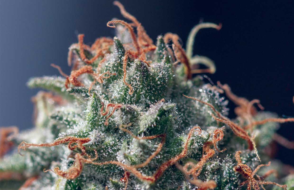Jack Herer Strain Review Cannabis Now Magazine