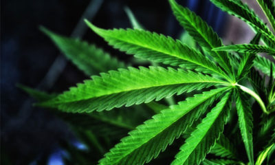 Green marijuana leaves against a dark blue background.